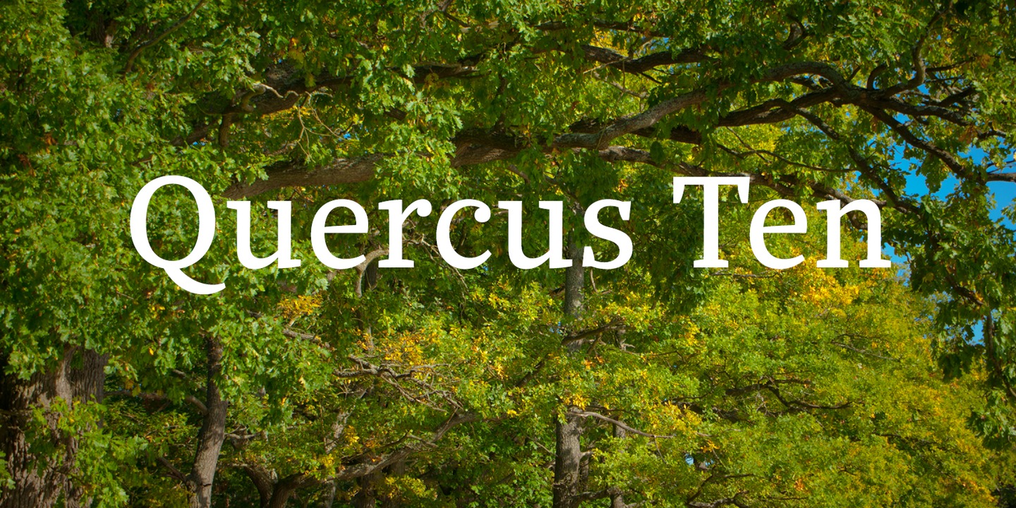 Quercus